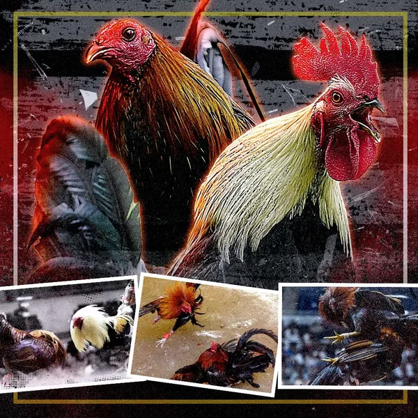 online sabong featured image